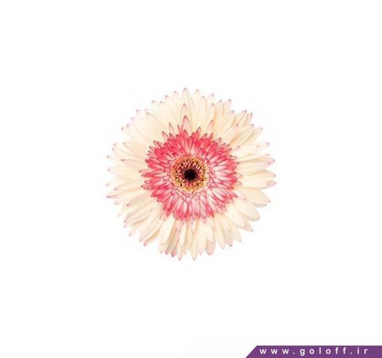 گل طبیعی زیبا - گل ژربرا کاتن کندی - Gerbera | گل آف